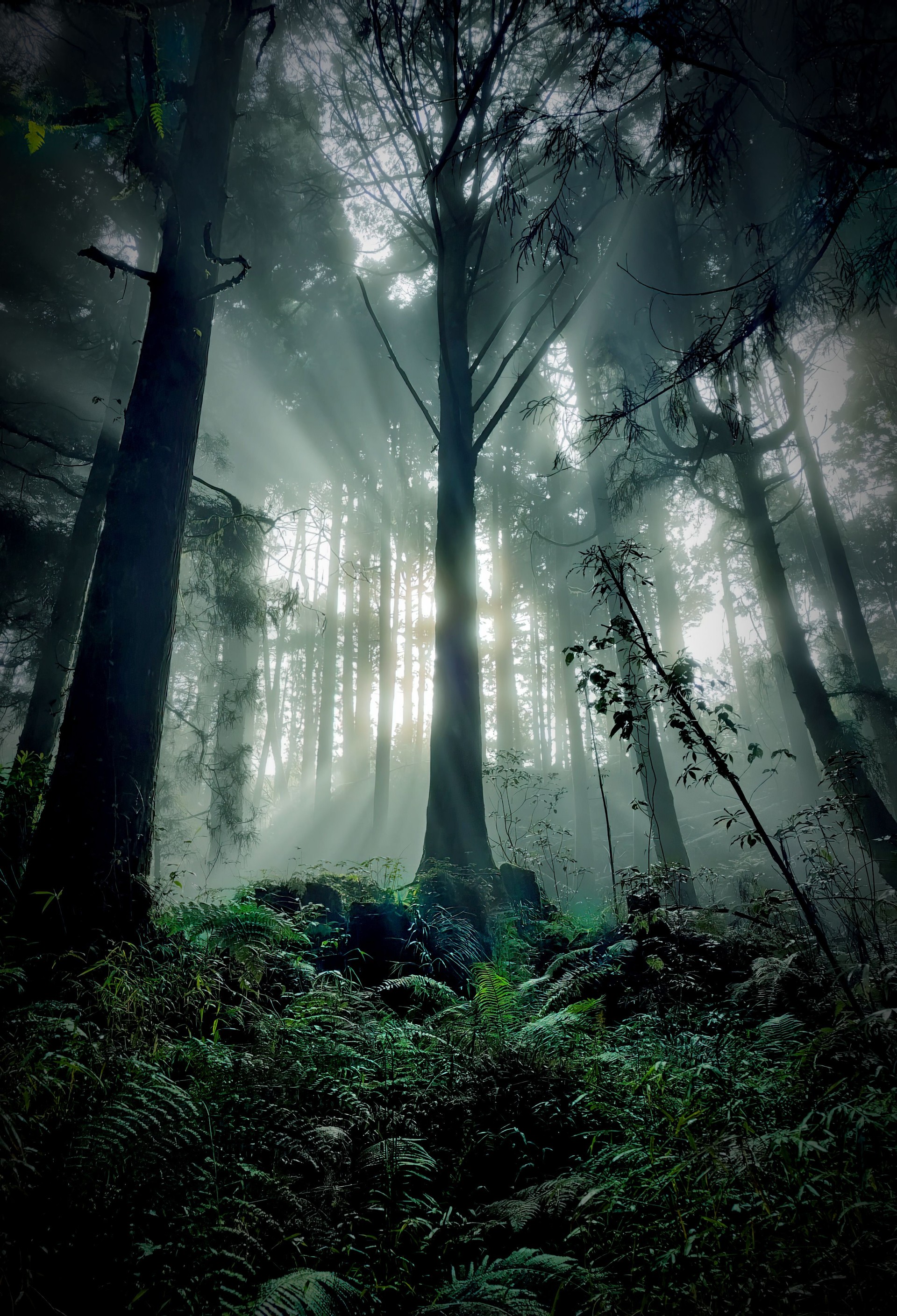 A lush and misty forest with the sun shining through the trees. Alishan National Park, Taiwan